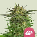 Haze Berry (Royal Queen Seeds) feminisiert