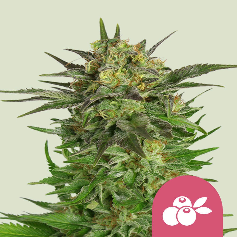Royal Haze Feminisiert (Royal Queen Seeds)