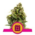 Sour Diesel (Royal Queen Seeds) feminized