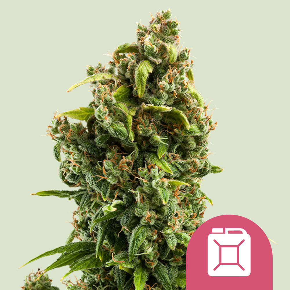 Sour Diesel (Royal Queen Seeds) feminisiert