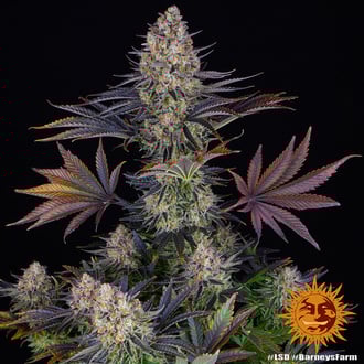 LSD (Barney's Farm) feminized