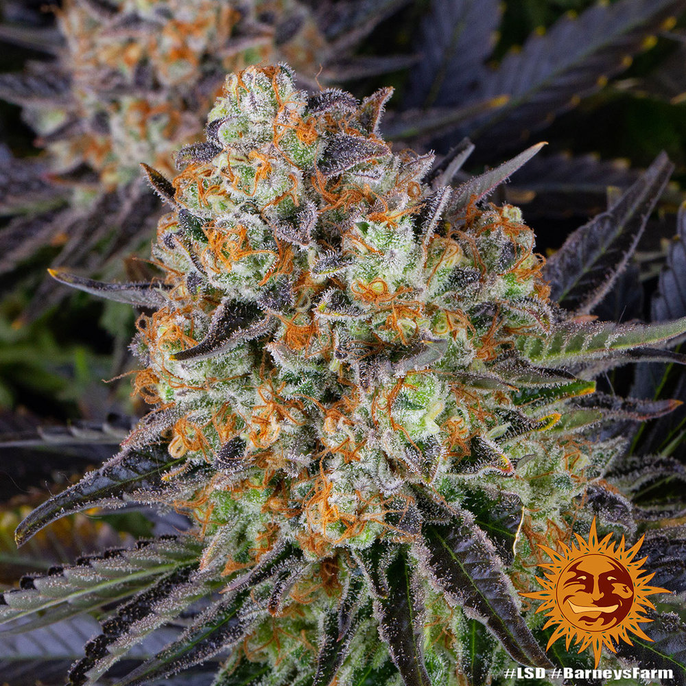 LSD (Barney's Farm) feminisiert