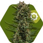 White Widow XL Autoflowering (Zambeza) feminized