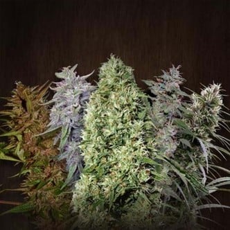 ACE Mix (ACE Seeds) feminisiert