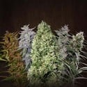 ACE Mix (ACE Seeds) feminisiert