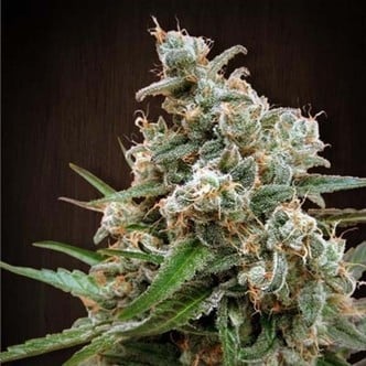 Nepalese Jam (ACE Seeds) feminisiert