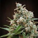 Nepal Jam (ACE Seeds) feminisiert