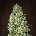 Orient Express (ACE Seeds) feminisiert