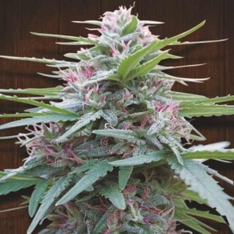 Panama (ACE Seeds) feminisiert