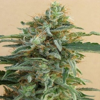 Tikal (ACE Seeds) feminized