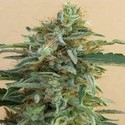 Tikal (ACE Seeds) feminisiert