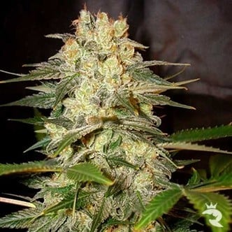 Afghan Kush Ryder (World Of Seeds) feminisiert