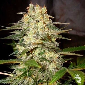 Afghan Kush Ryder Automatic (World Of Seeds) feminisiert