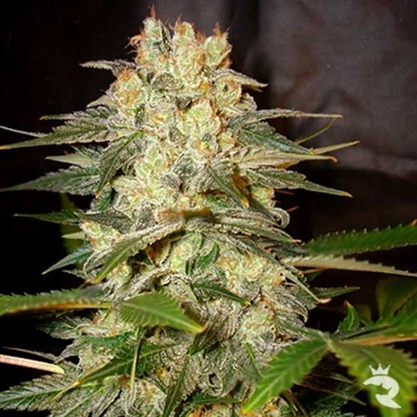 Afghan Kush Feminisiert (Zativo)