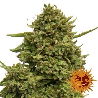 Pineapple Chunk (Barney's Farm) feminisiert