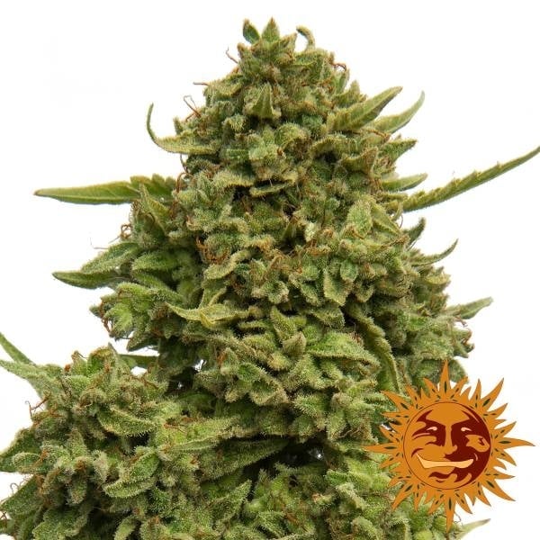 Pineapple Chunk - Barney's Farm