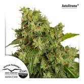 AutoXtreme (Dutch Passion) feminized