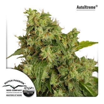 AutoXtreme (Dutch Passion) feminized