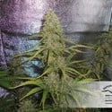 Auto Xtreme (Dutch Passion) feminized