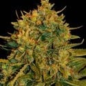 Northern Light x Big Bud Ryder Auto (World Of Seeds) feminized