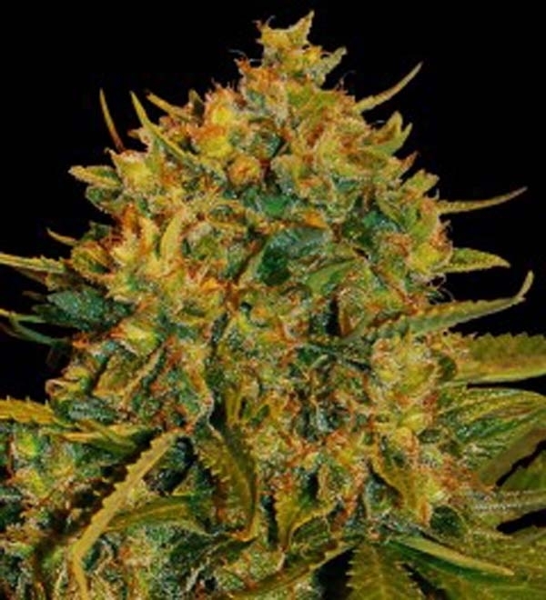 Northern Light x Big Bud Ryder Auto (World Of Seeds