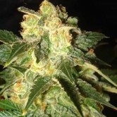 Pakistan Ryder (World Of Seeds) feminized