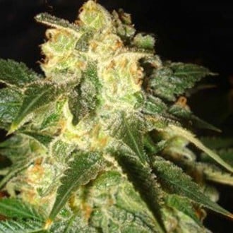 Pakistan Ryder Automatic (World Of Seeds) feminized