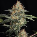 Dinachem (Dinafem) feminized