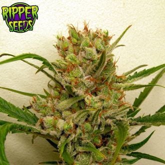 Ripper Haze (Ripper Seeds) feminisiert