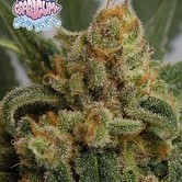 Grapegum (Ripper Seeds) feminized