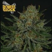 Double Glock (Ripper Seeds) feminized