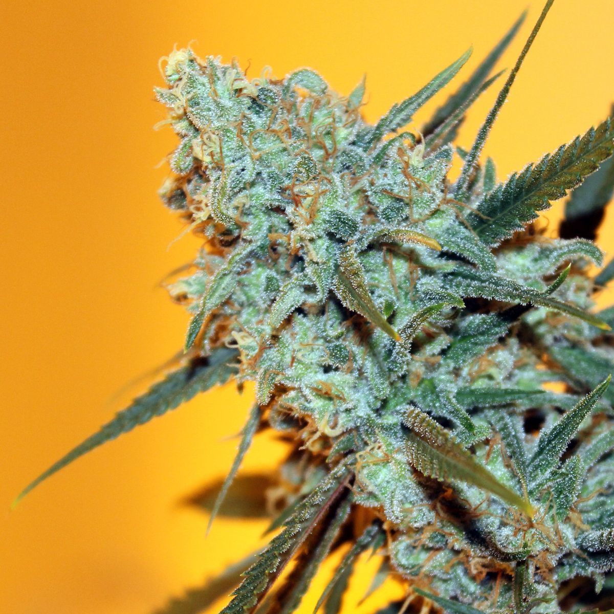 Payton Delight Feminisiert (Ripper Seeds)