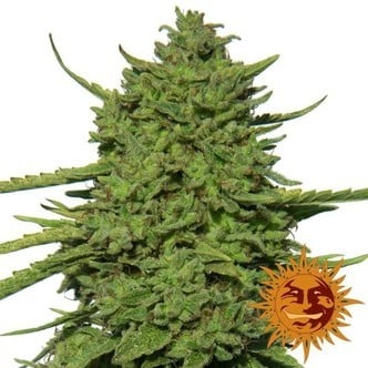 Amnesia Lemon (Barney's Farm) feminisiert