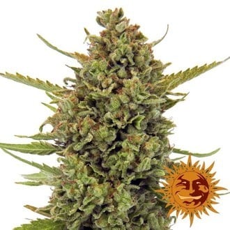 Acapulco Gold (Barney's Farm) feminisiert