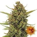 Acapulco Gold (Barney's Farm) feminized