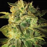 Sugar Mango Ryder (World Of Seeds) feminized