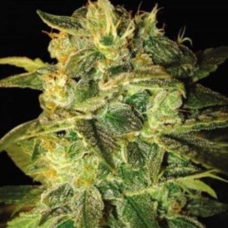 Sugar Mango Ryder (World Of Seeds) feminisiert