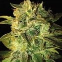 Sugar Mango Ryder Automatic (World Of Seeds) feminized