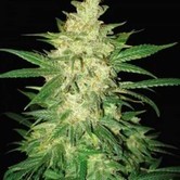 Sweet Coffee Ryder (World Of Seeds) feminized
