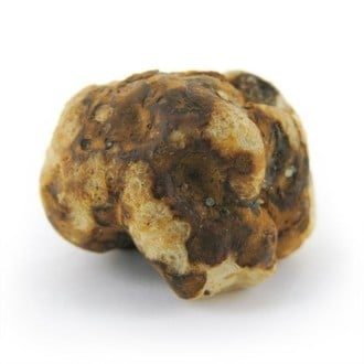 Tampanensis Magic Truffles