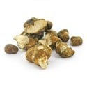 Magic Truffles Tampanensis