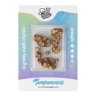 Tampanensis Magic Truffles