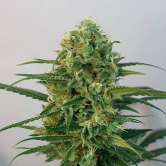 Toxic (Ripper Seeds) feminized