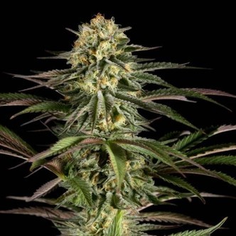 Kush-n-Cheese (Dinafem) feminized