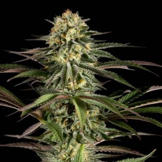 Kush-n-Cheese (Dinafem) feminized