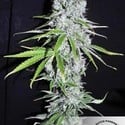 CBD Skunk Haze (Dutch Passion) feminisiert