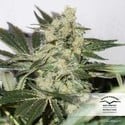 CBD Skunk Haze (Dutch Passion) feminized