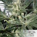 CBD Skunk Haze (Dutch Passion) feminisiert