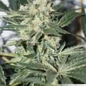 CBD Skunk Haze (Dutch Passion) feminized