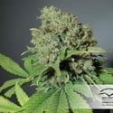 CBD Skunk Haze (Dutch Passion) feminized